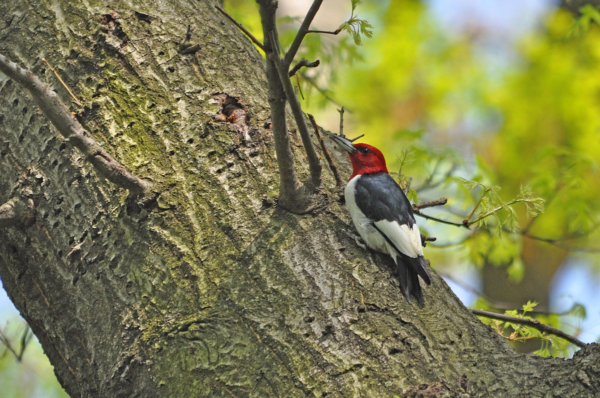 Pic à tête rouge - ML613128275