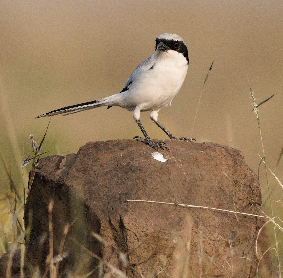 Great Gray Shrike - ML613128292