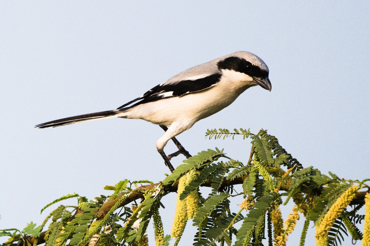 Great Gray Shrike - ML613128312