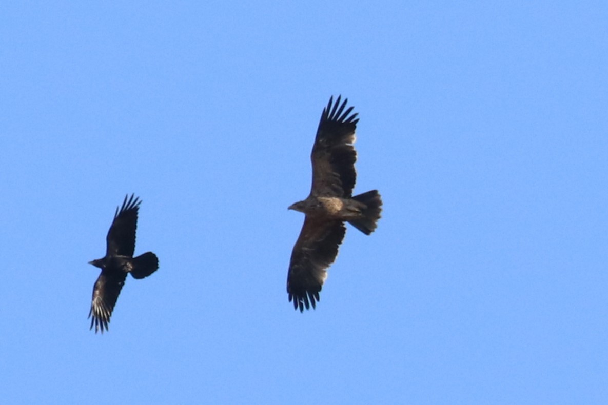 Águila Imperial Oriental - ML613128330