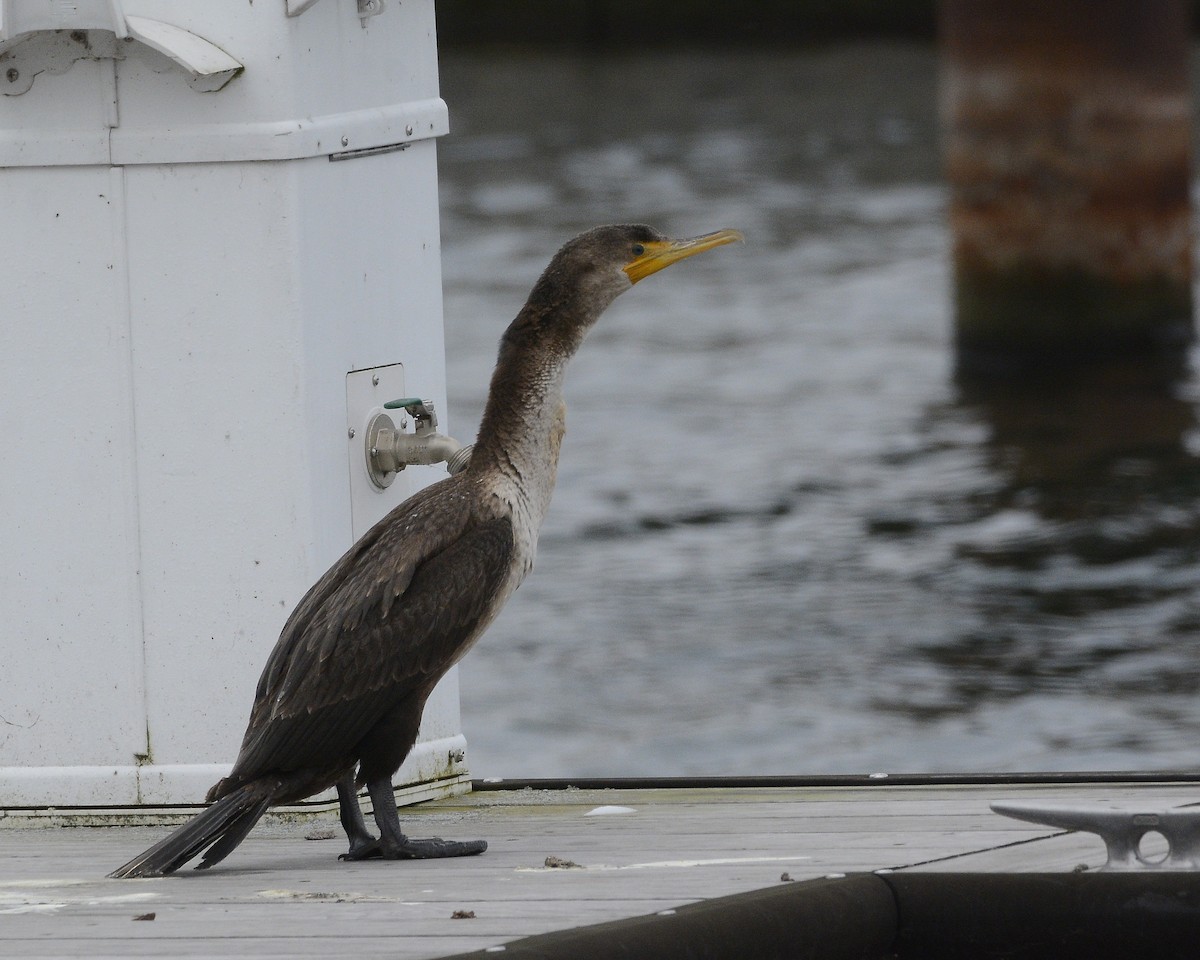 Double-crested Cormorant - ML613128362