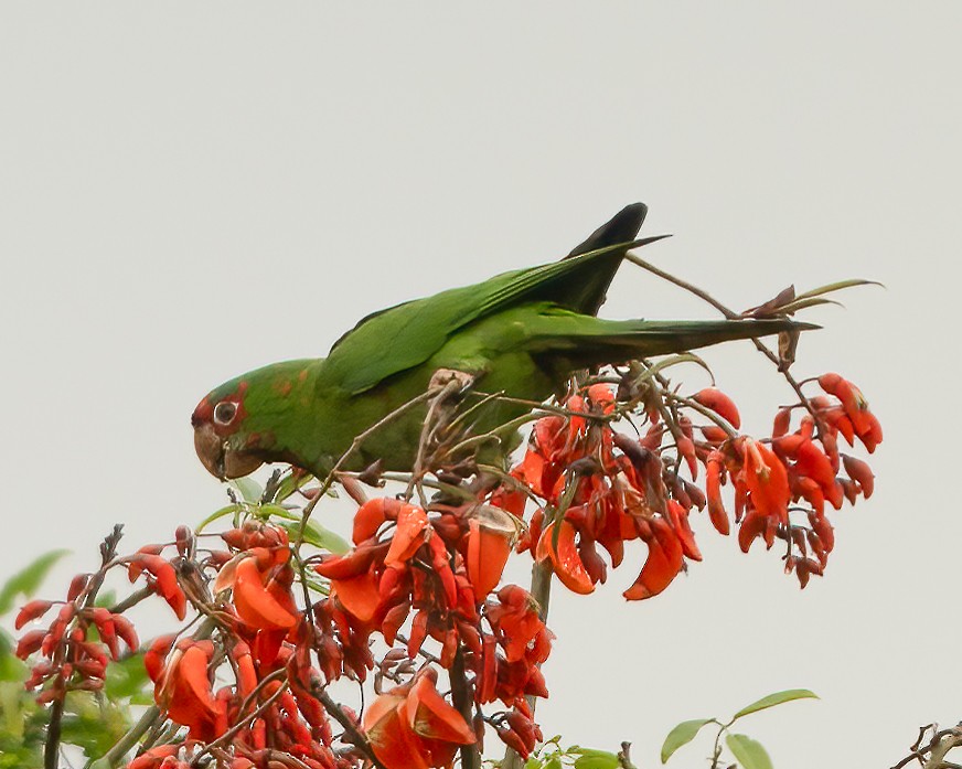 Mitred Parakeet - ML613128460