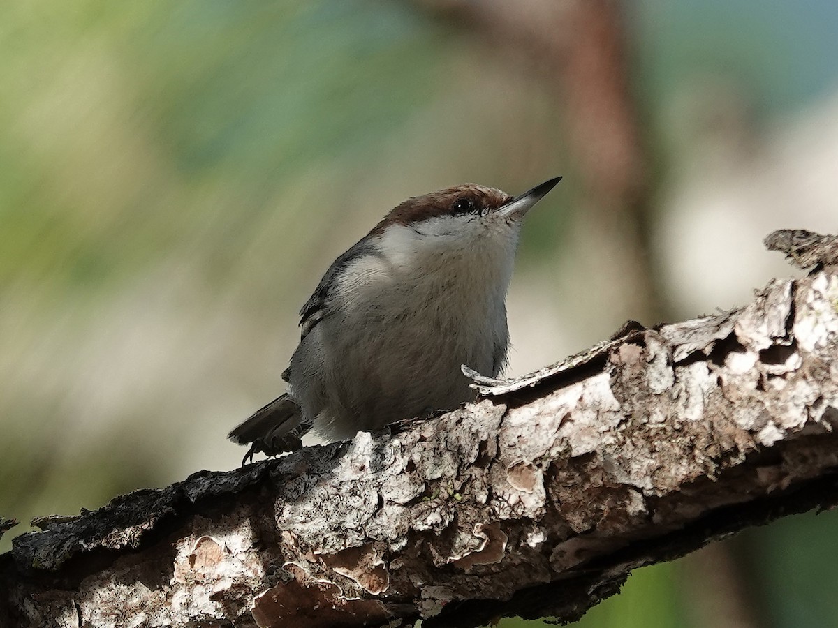 Brown-headed Nuthatch - ML613128489