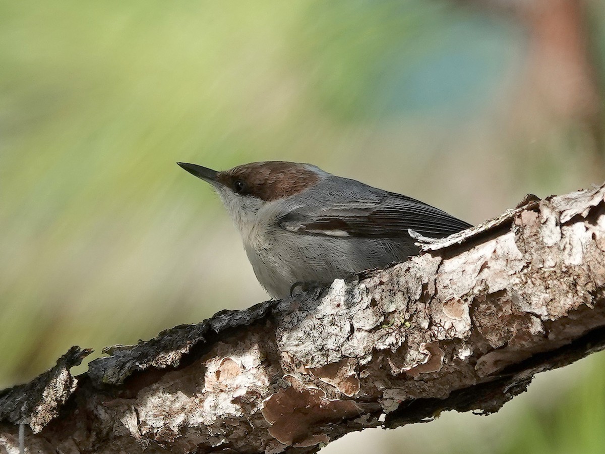 Brown-headed Nuthatch - ML613128515