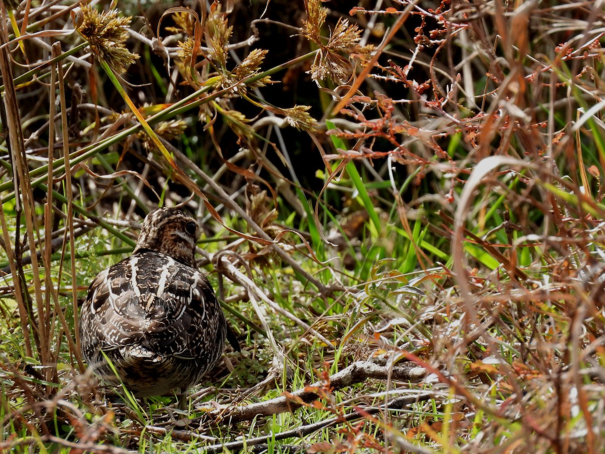 Wilson's Snipe - ML613128528