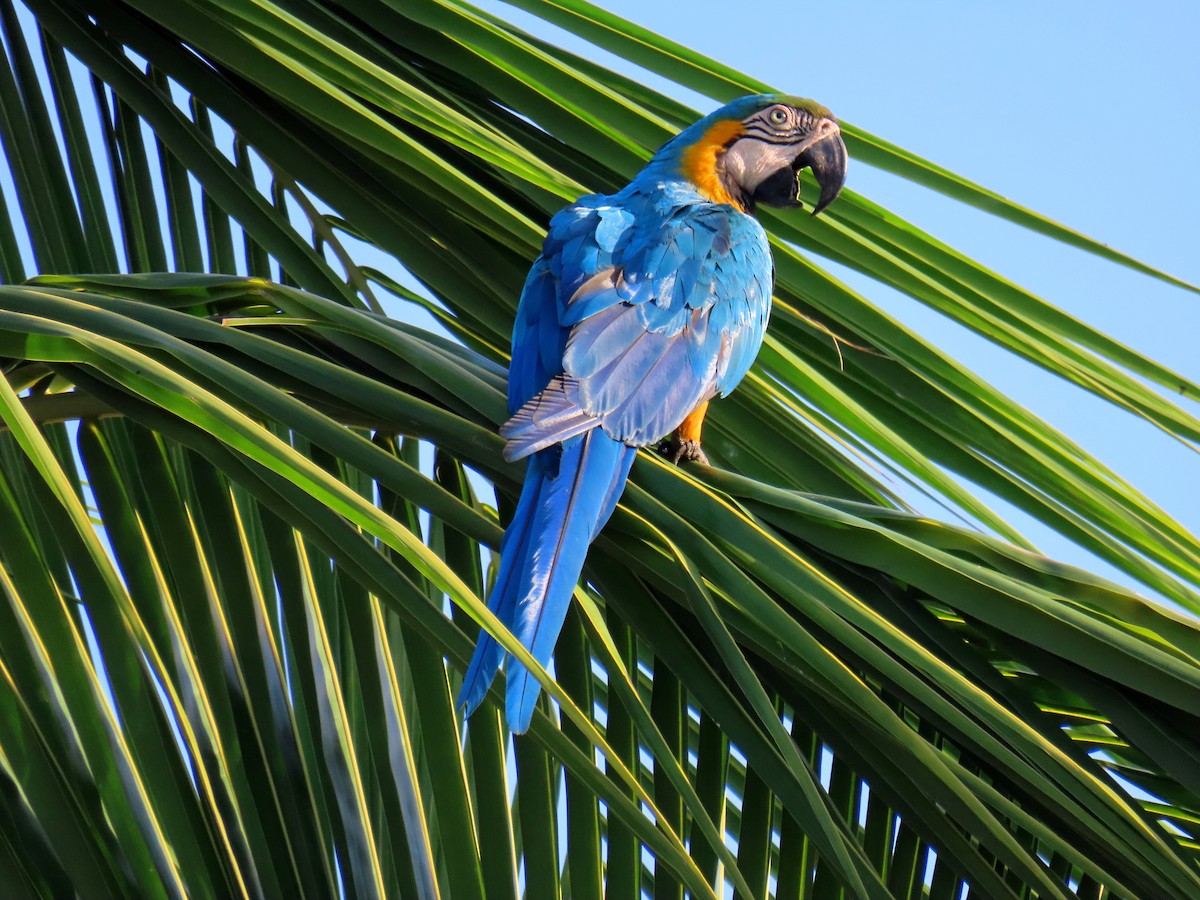 Blue-and-yellow Macaw - ML613128539