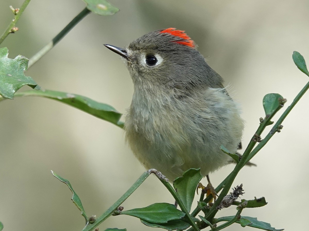 Ruby-crowned Kinglet - ML613128570