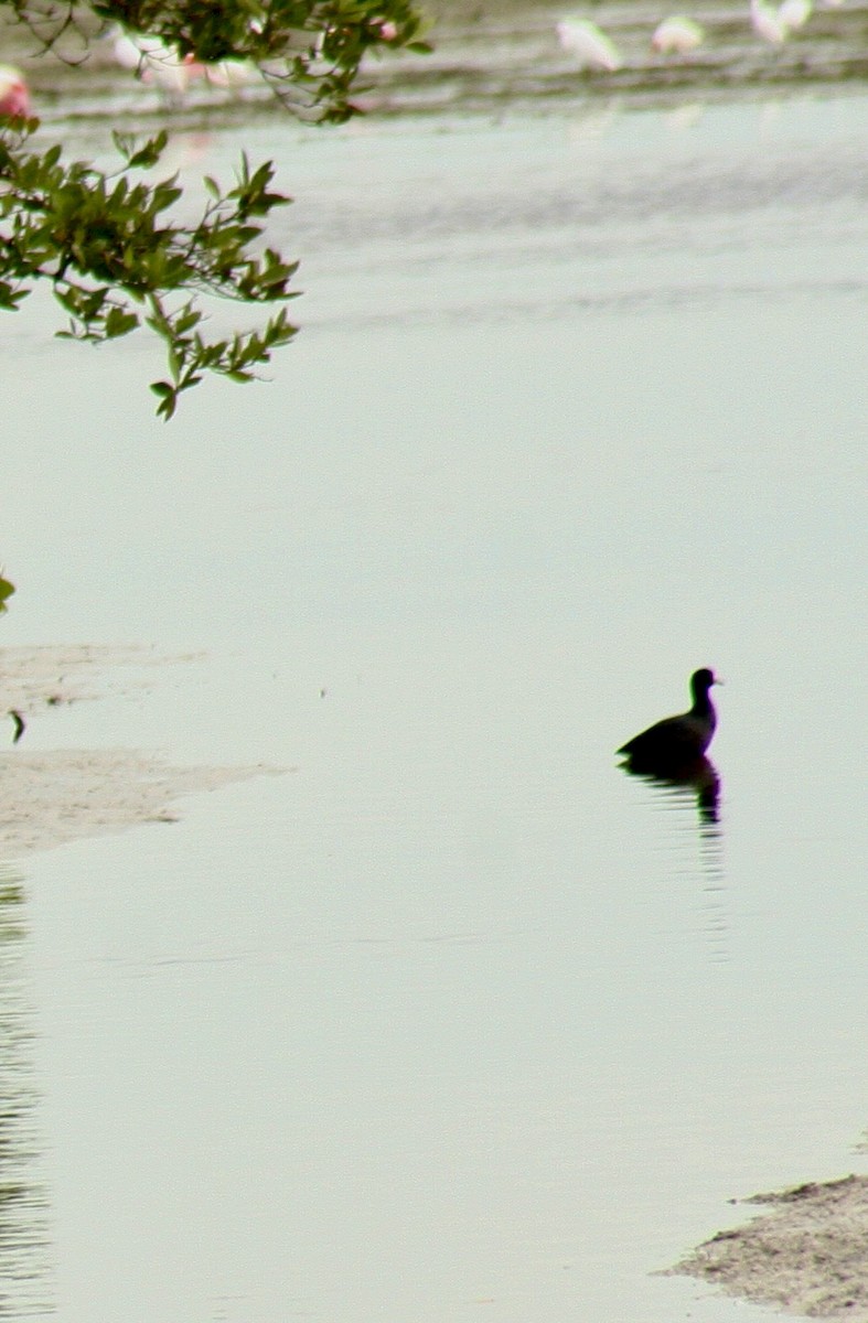 American Coot - ML613128593