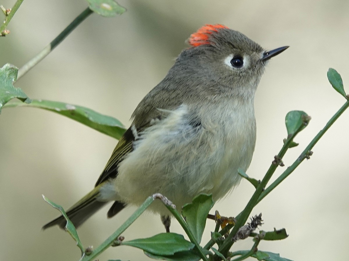 מלכילון אמריקני - ML613128596