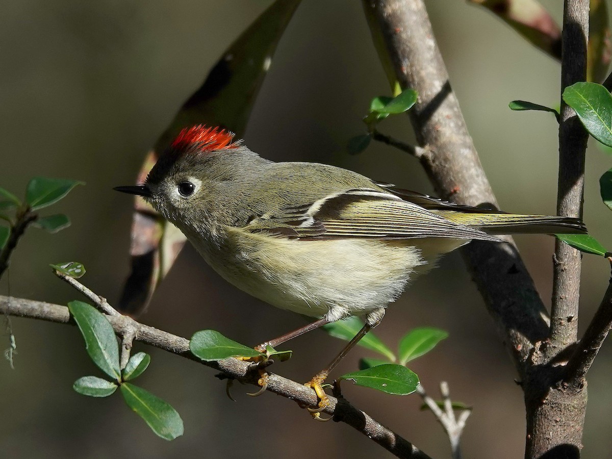 Ruby-crowned Kinglet - ML613128609