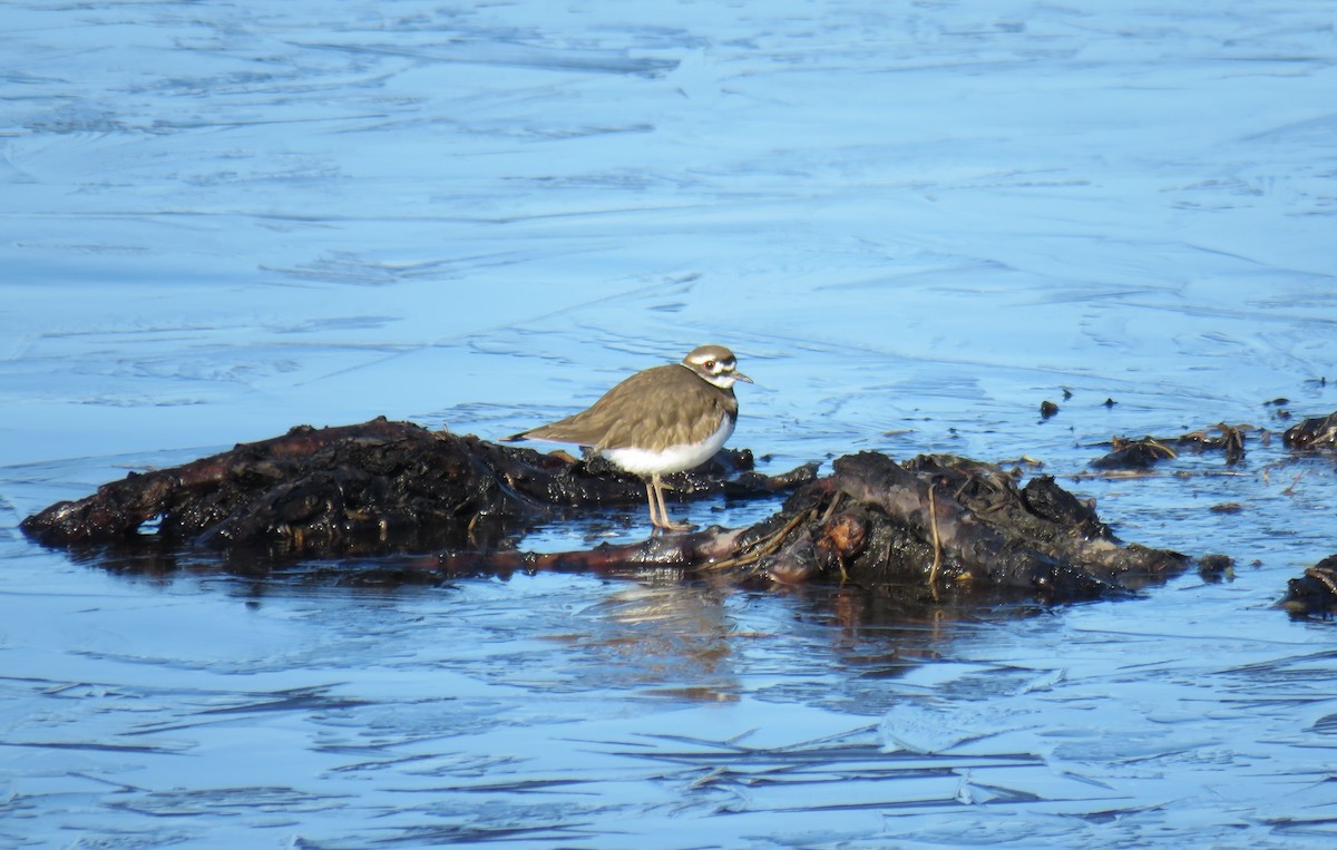 Killdeer - ML613128629