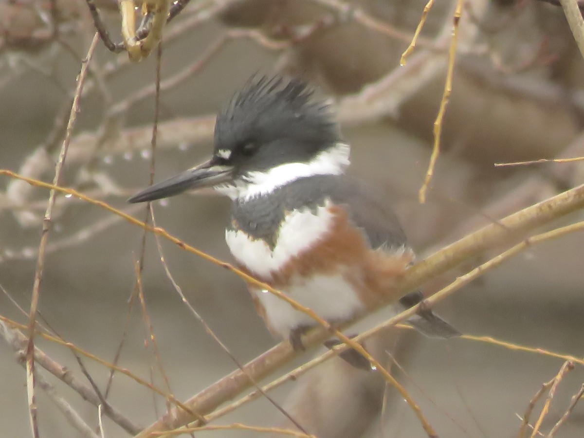Belted Kingfisher - ML613128630