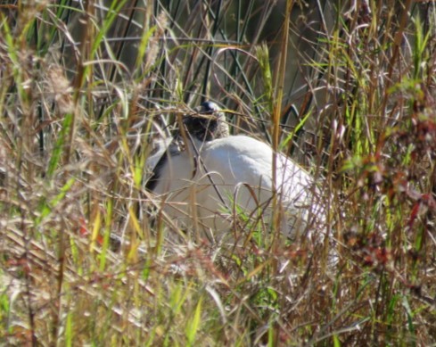 Wood Stork - ML613128790