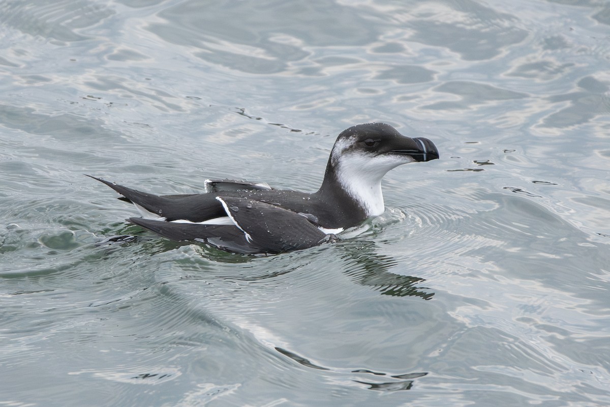 Razorbill - Adam Cunningham