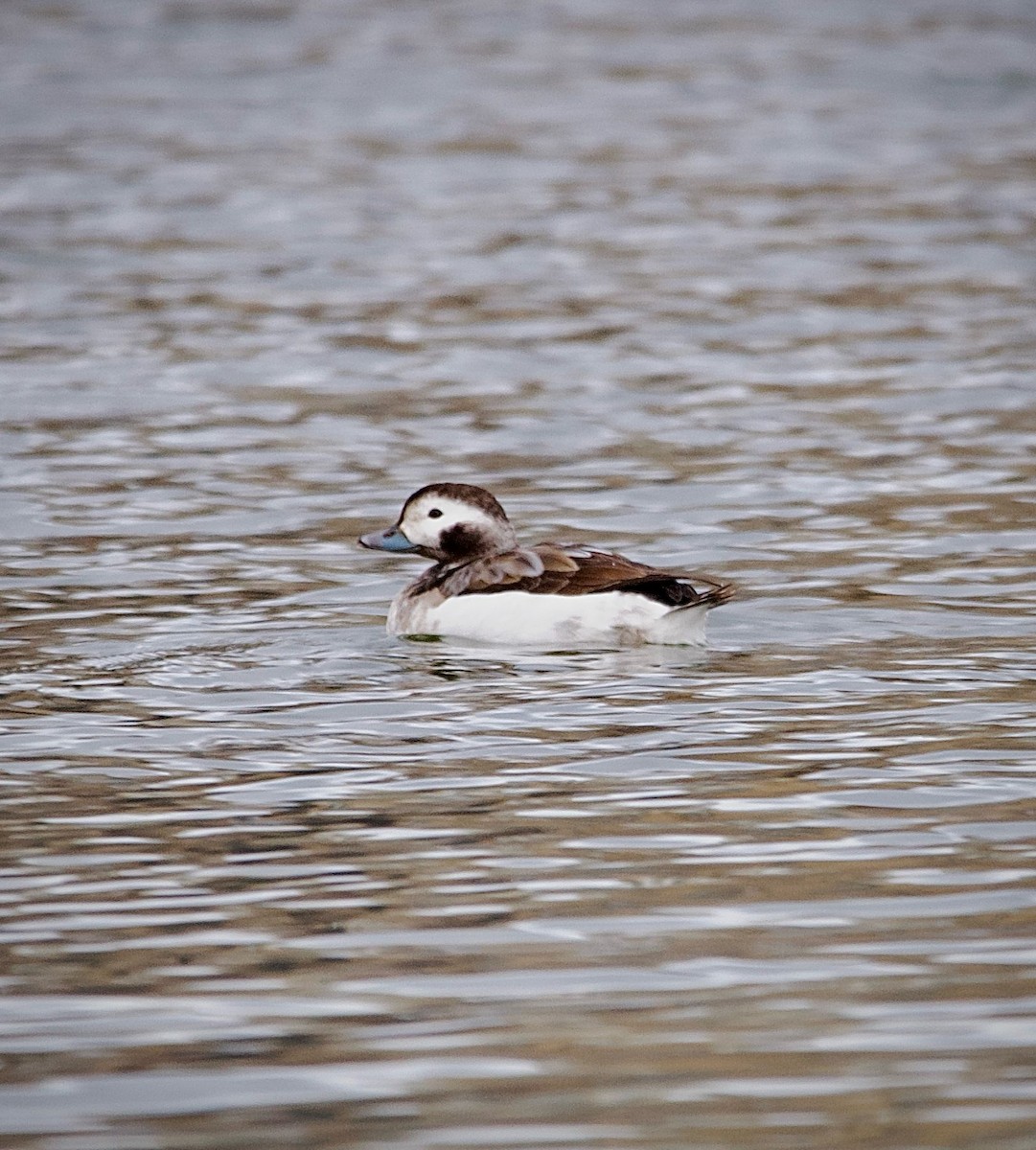 Long-tailed Duck - Stephen Harris