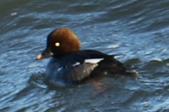 Common Goldeneye - ML613128966