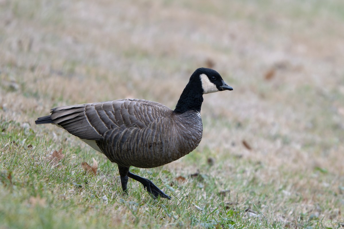 Cackling Goose (minima) - ML613129001