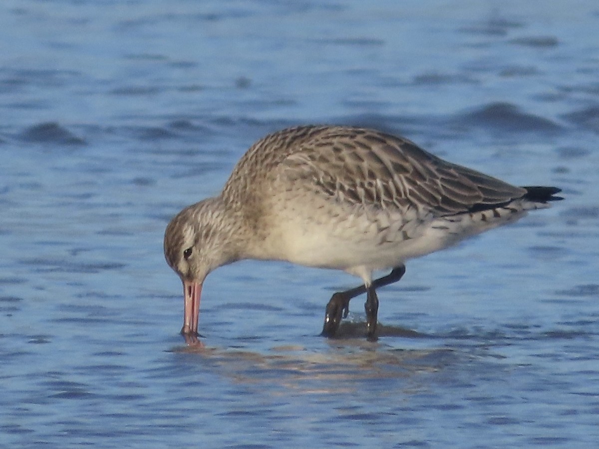 Bar-tailed Godwit - ML613129100