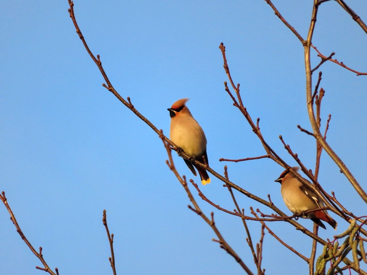 Bohemian Waxwing - ML613129127