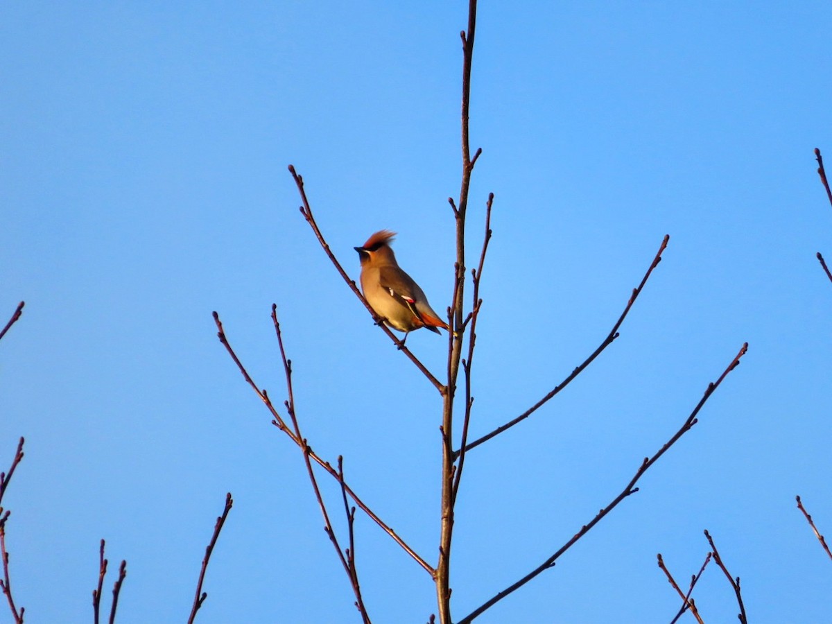 Bohemian Waxwing - ML613129128