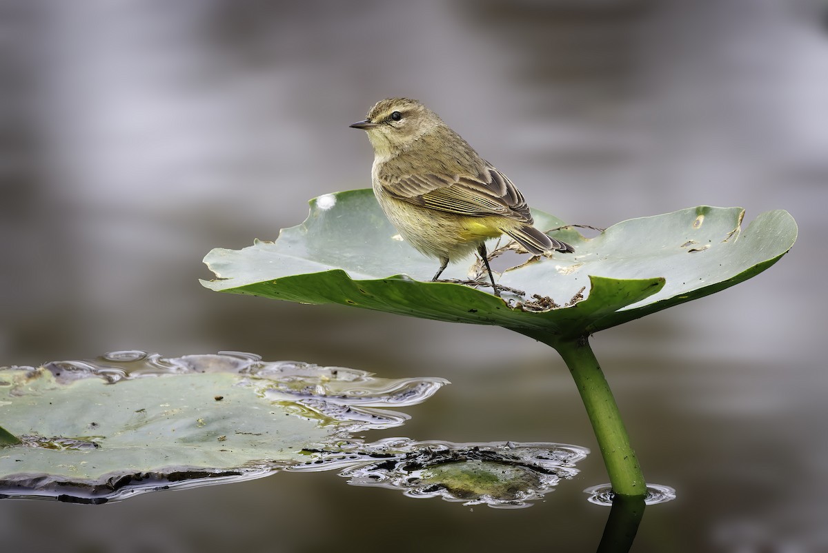 Palm Warbler - ML613129134