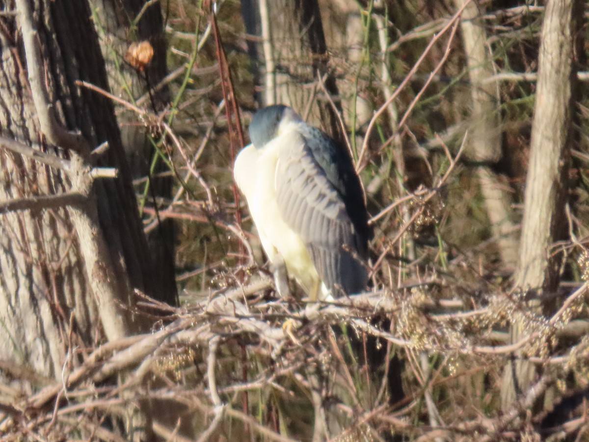 Black-crowned Night Heron - ML613129153