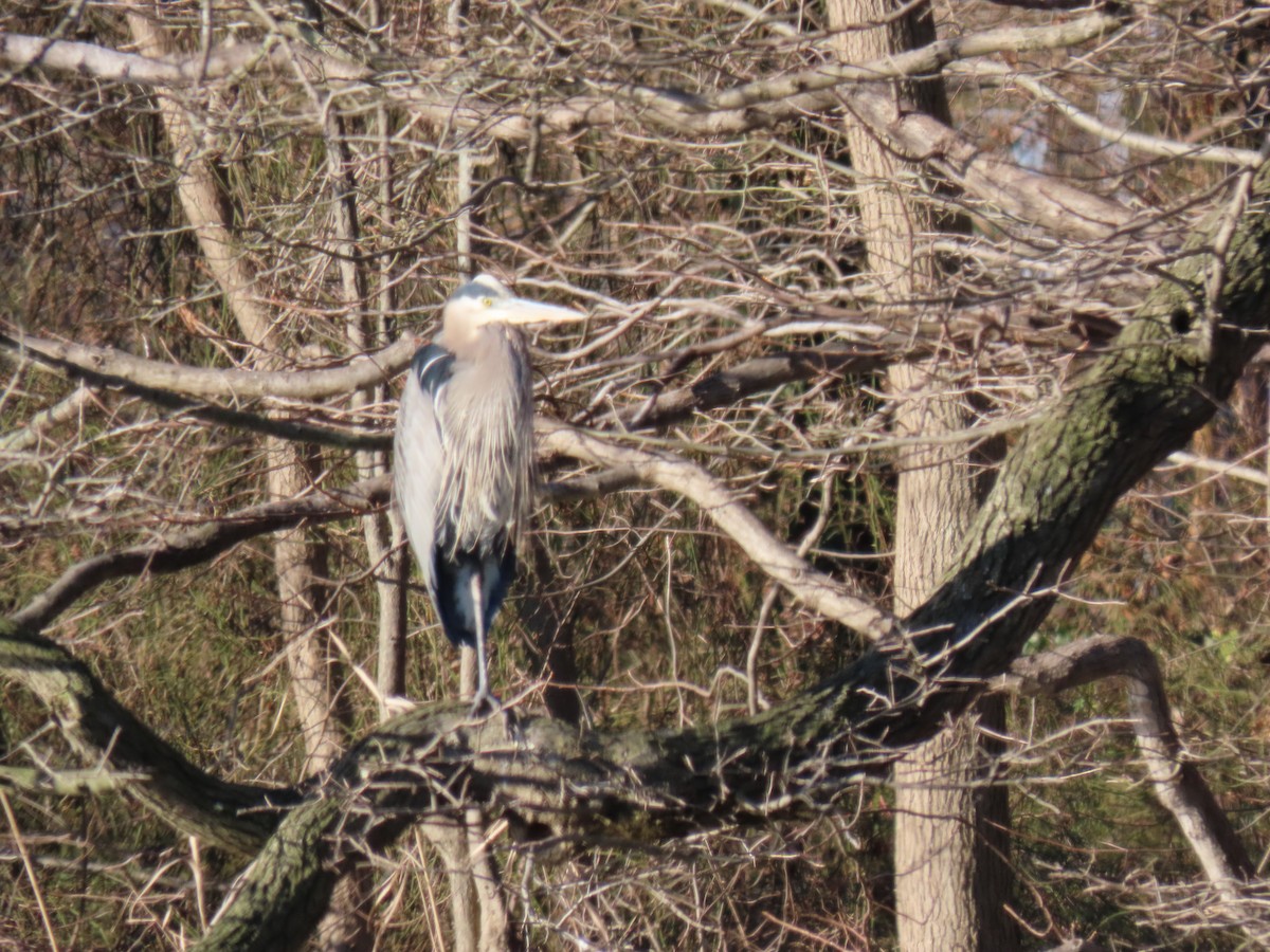 Great Blue Heron - ML613129160