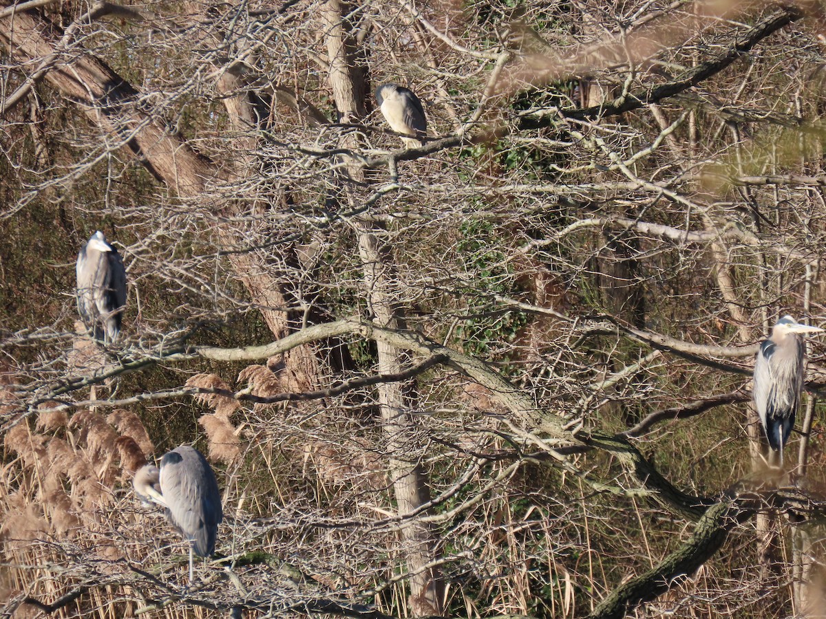 Great Blue Heron - ML613129169