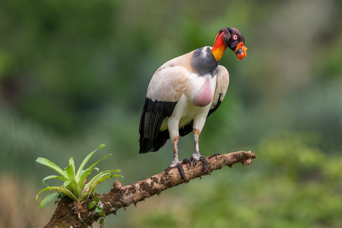 King Vulture - Jeff Hapeman
