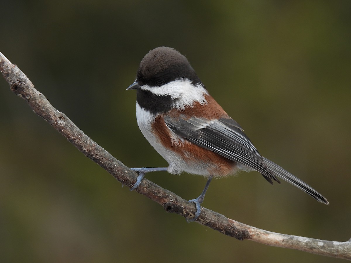 Mésange à dos marron - ML613129357