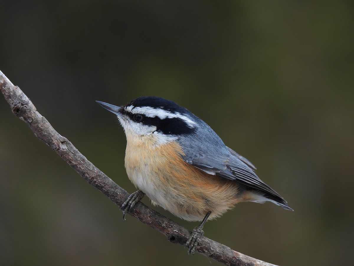 Red-breasted Nuthatch - ML613129364