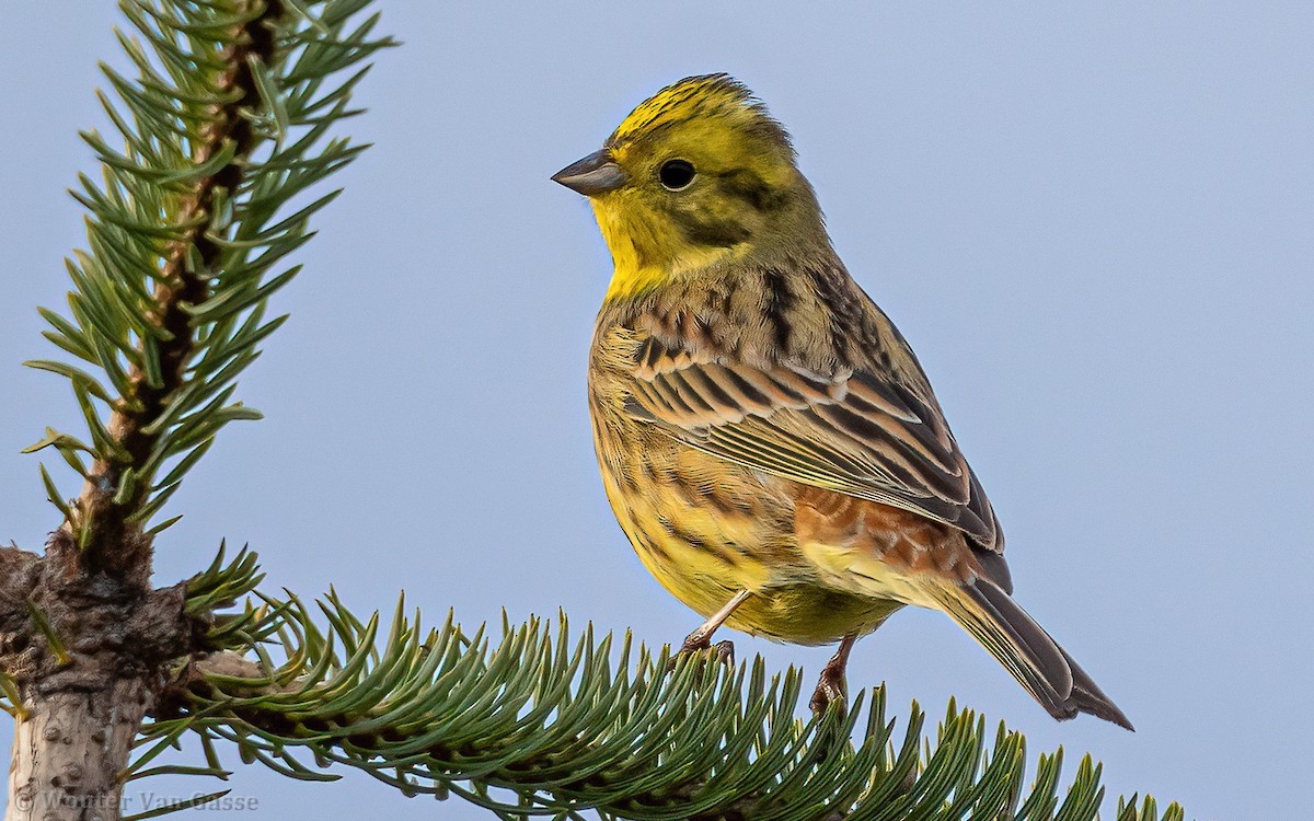 Yellowhammer - ML613129372