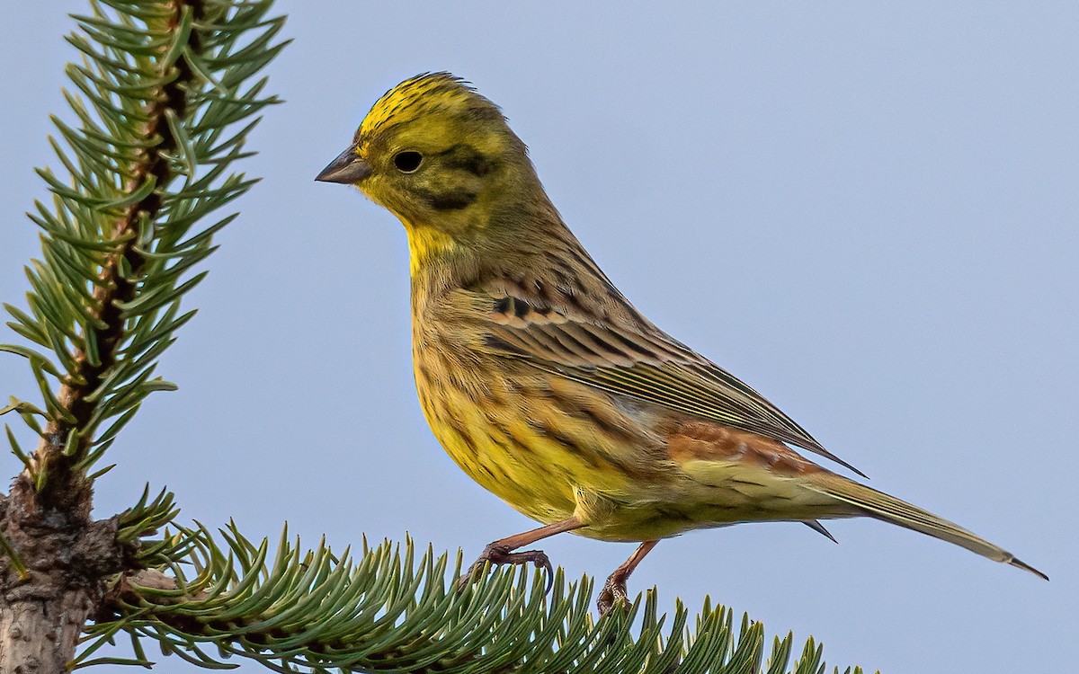 Yellowhammer - ML613129381