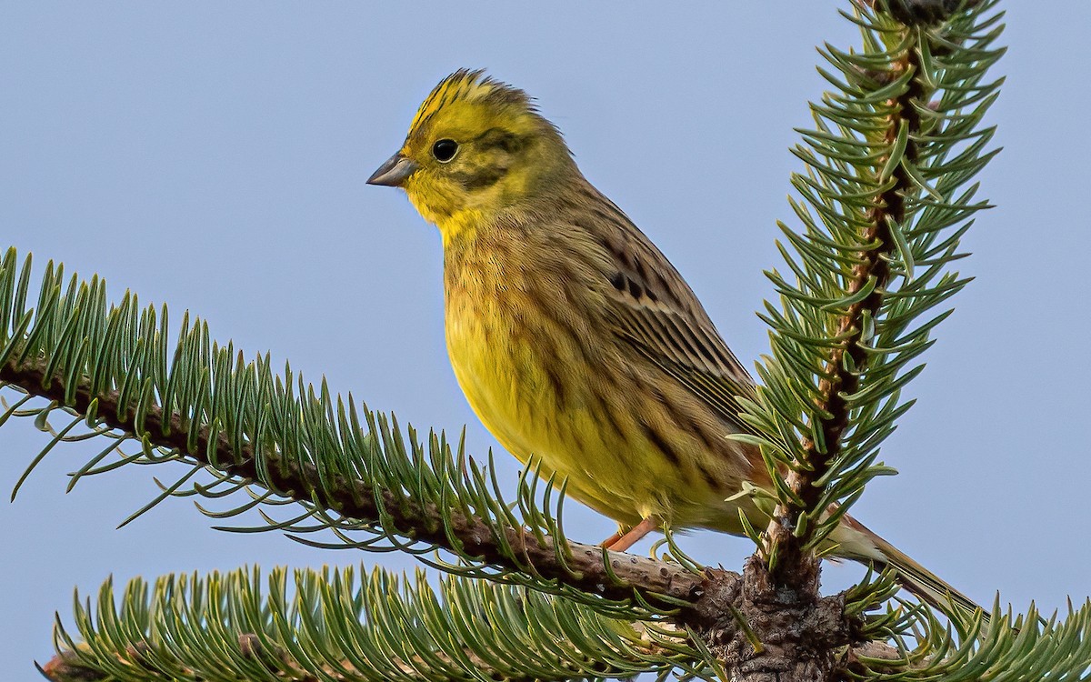 Yellowhammer - ML613129401