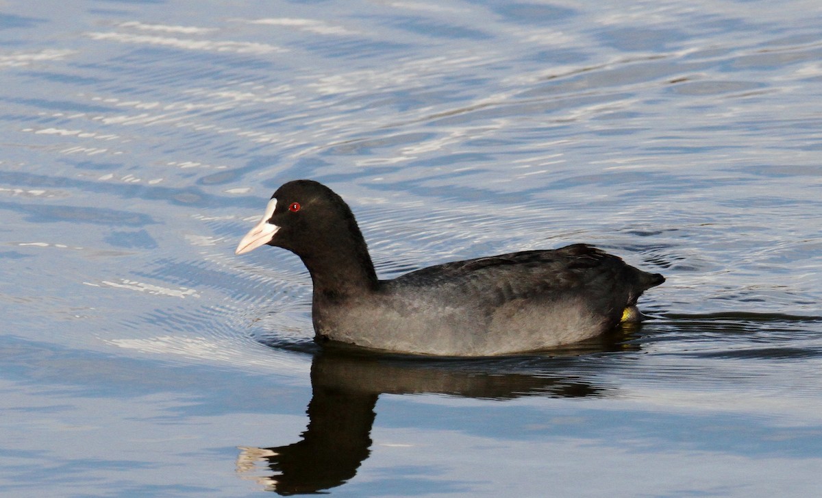 Eurasian Coot - ML613129448