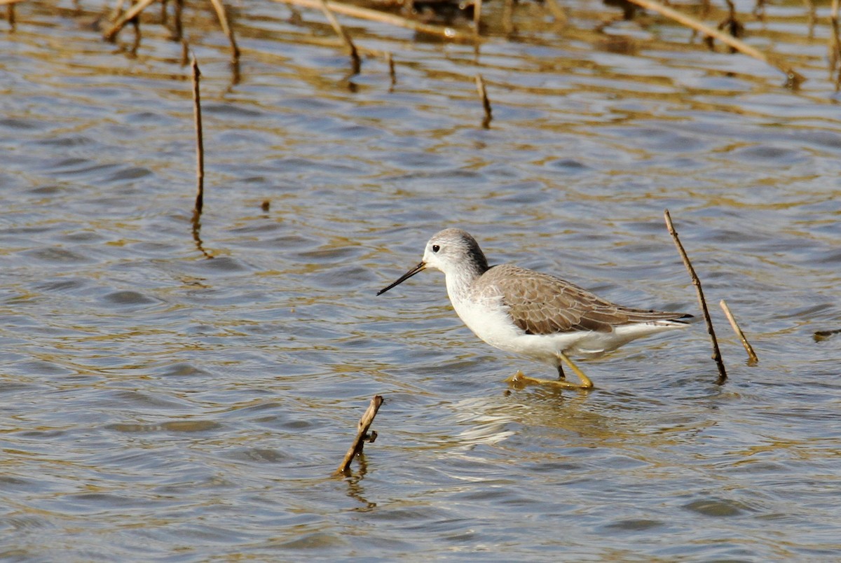 Teichwasserläufer - ML613129473