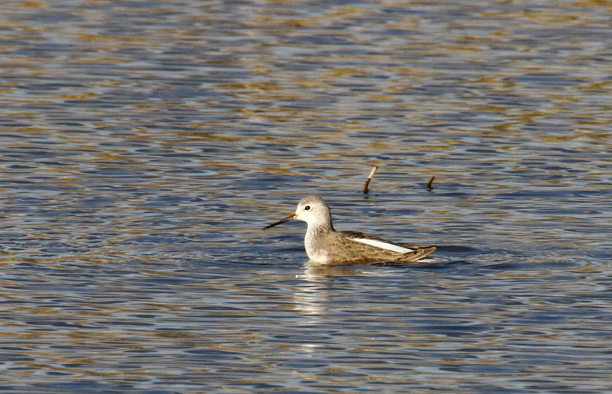 Marsh Sandpiper - ML613129474