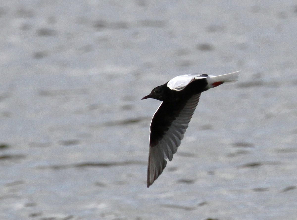 White-winged Tern - ML613129499
