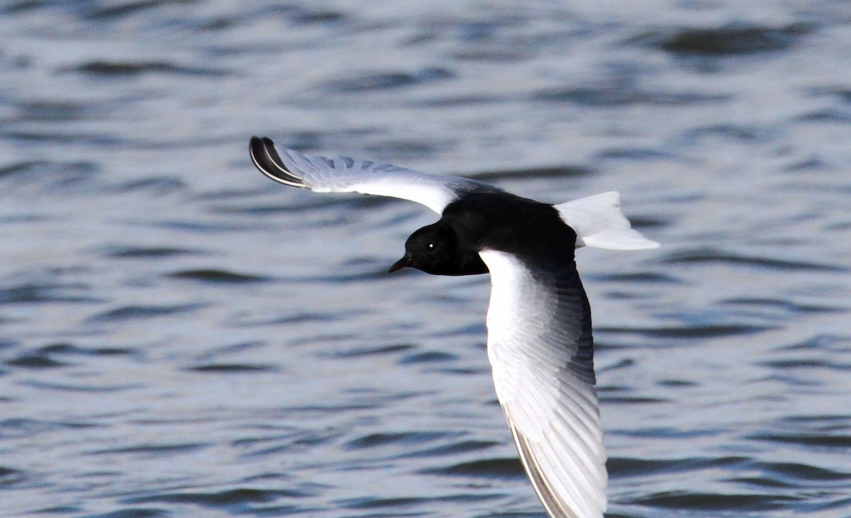 White-winged Tern - ML613129500