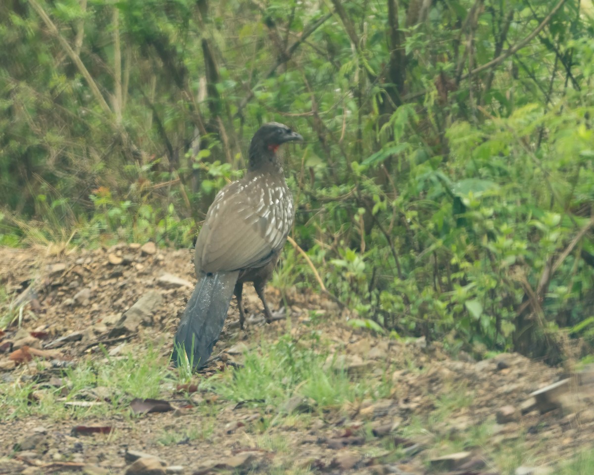 Pava de las Yungas - ML613129502