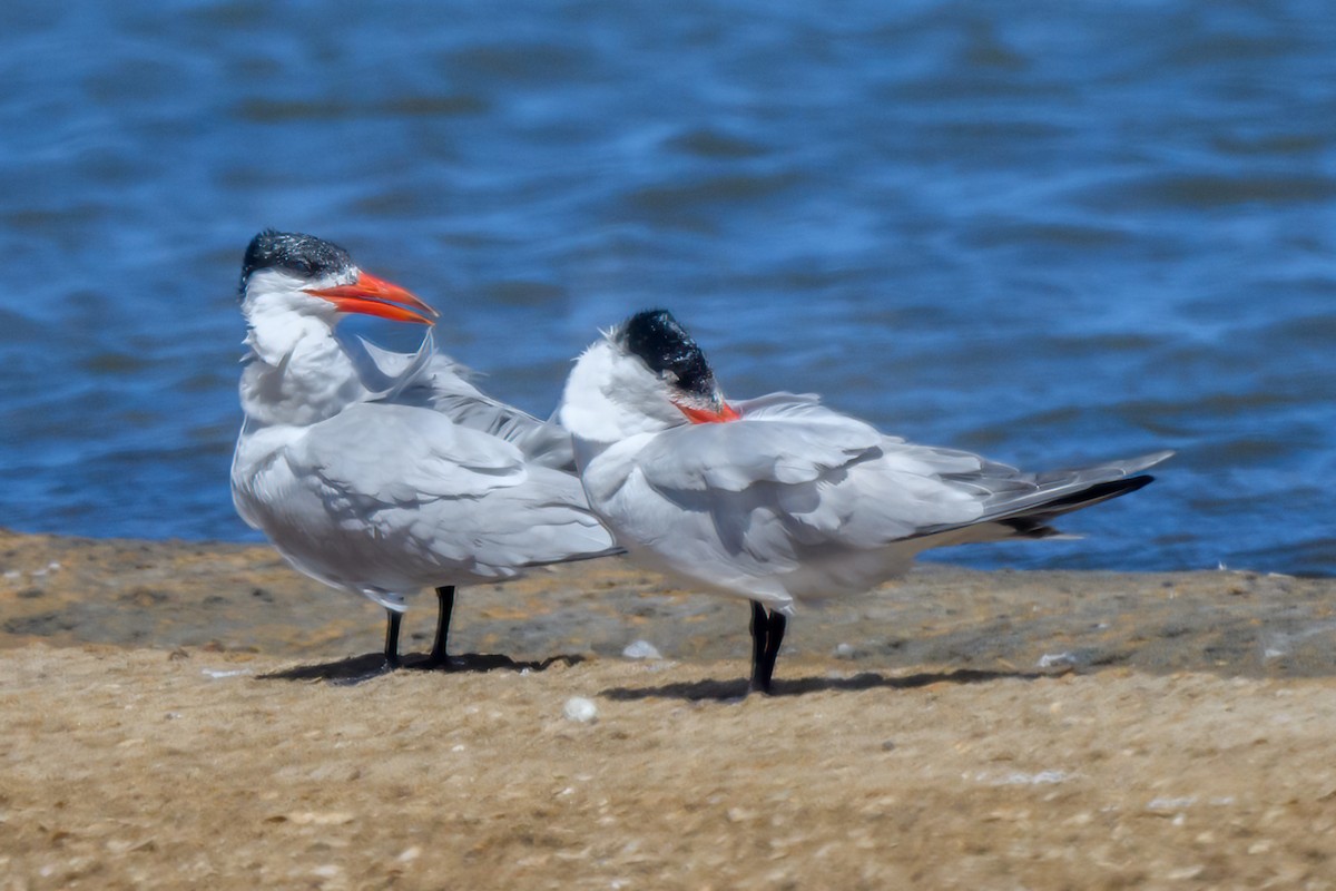 Caspian Tern - ML613129523