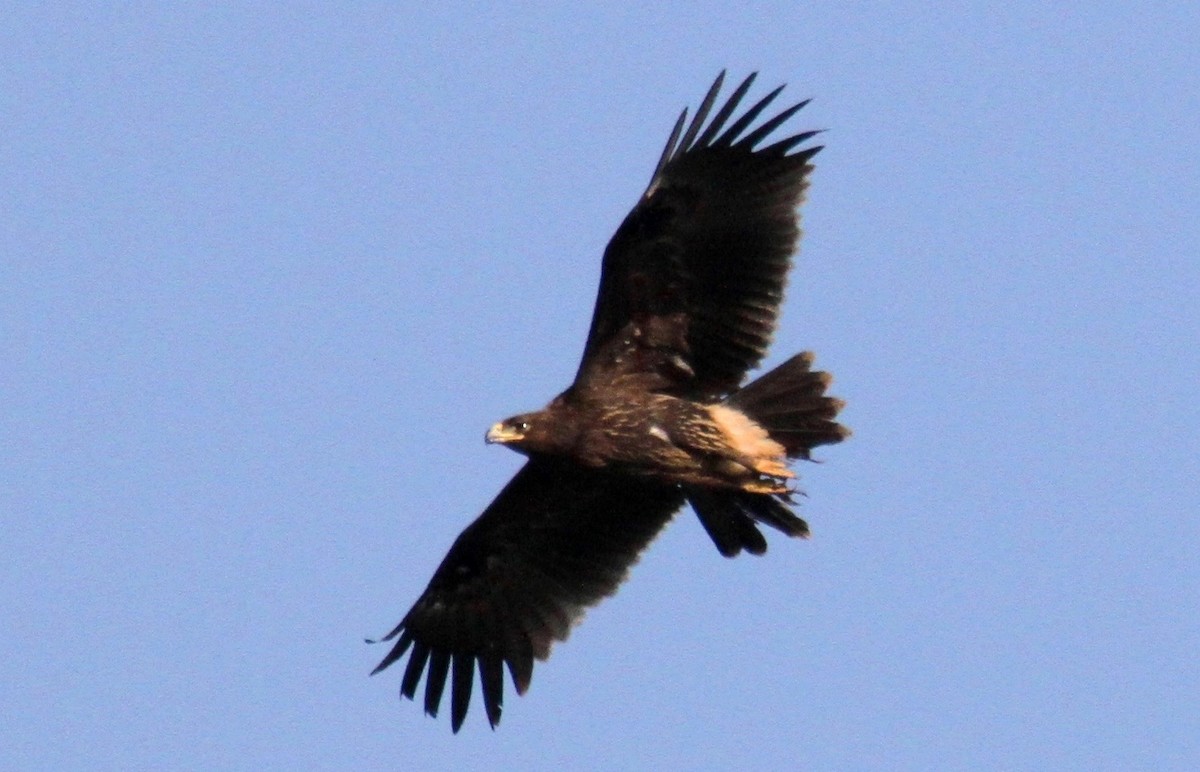Greater Spotted Eagle - ML613129657