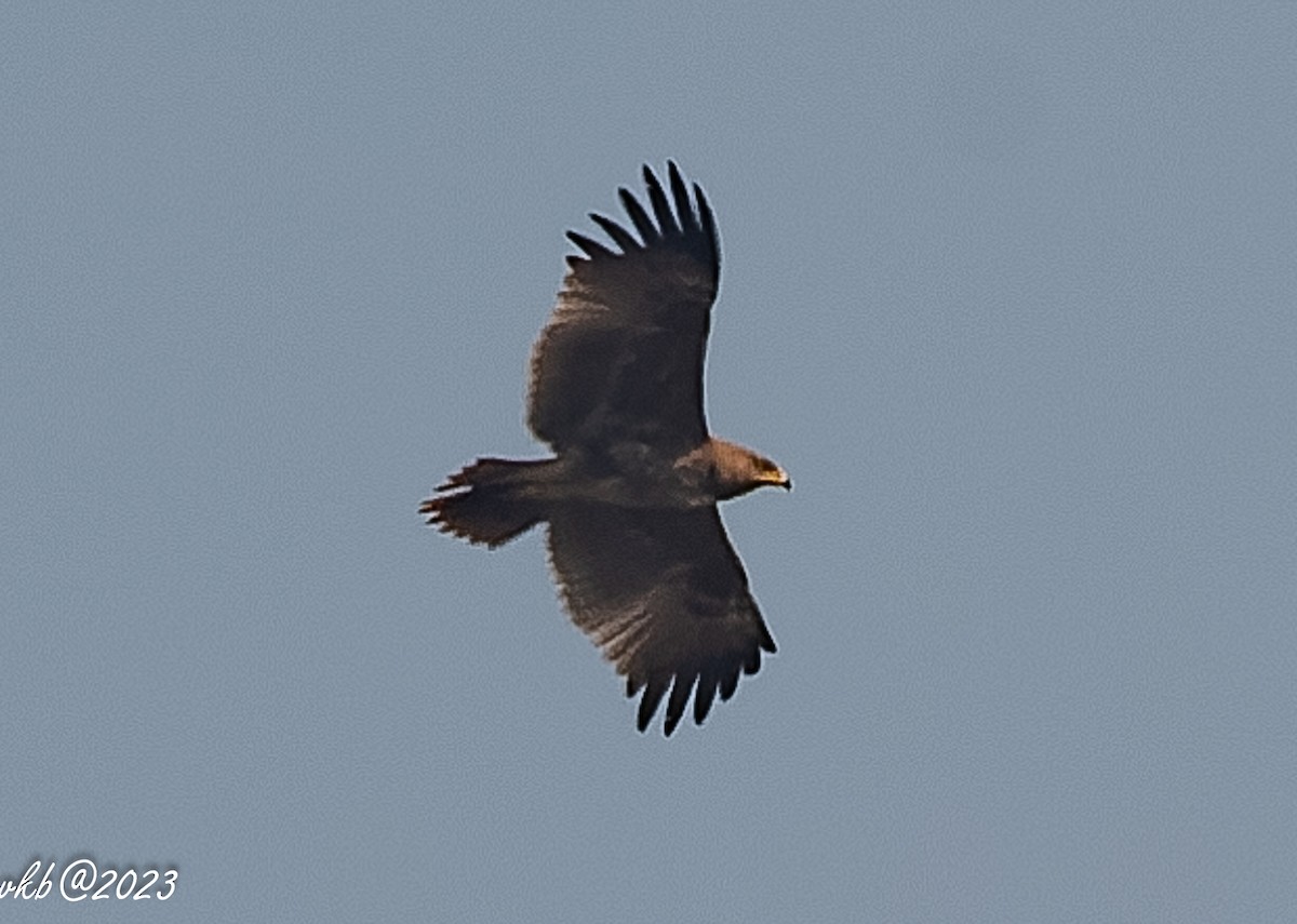 Indian Spotted Eagle - ML613129671