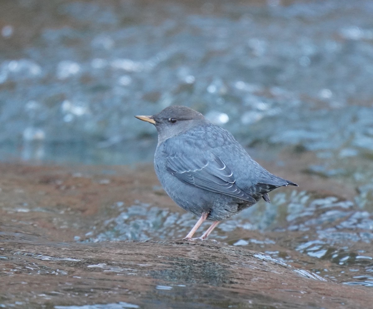 American Dipper - Sibylle Hechtel