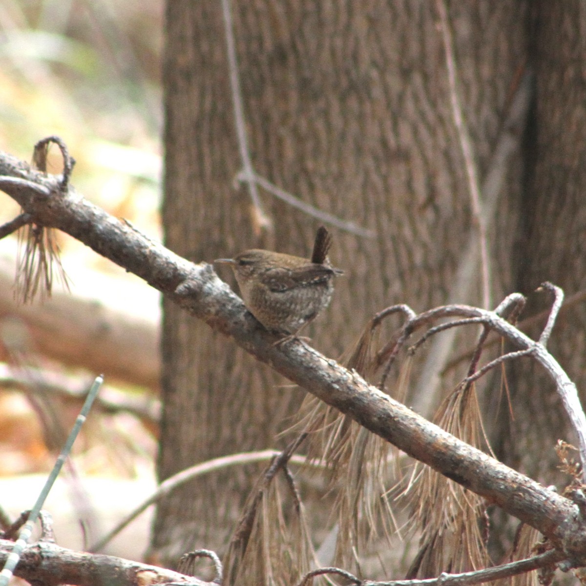 Winter Wren - ML613129697