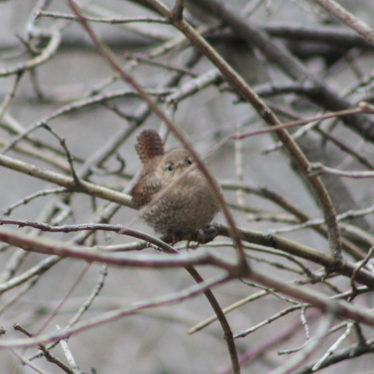 Winter Wren - ML613129719