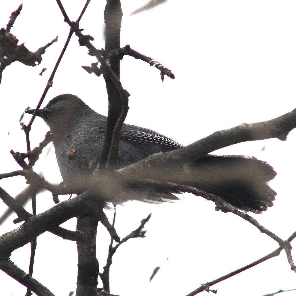 Pájaro Gato Gris - ML613129720