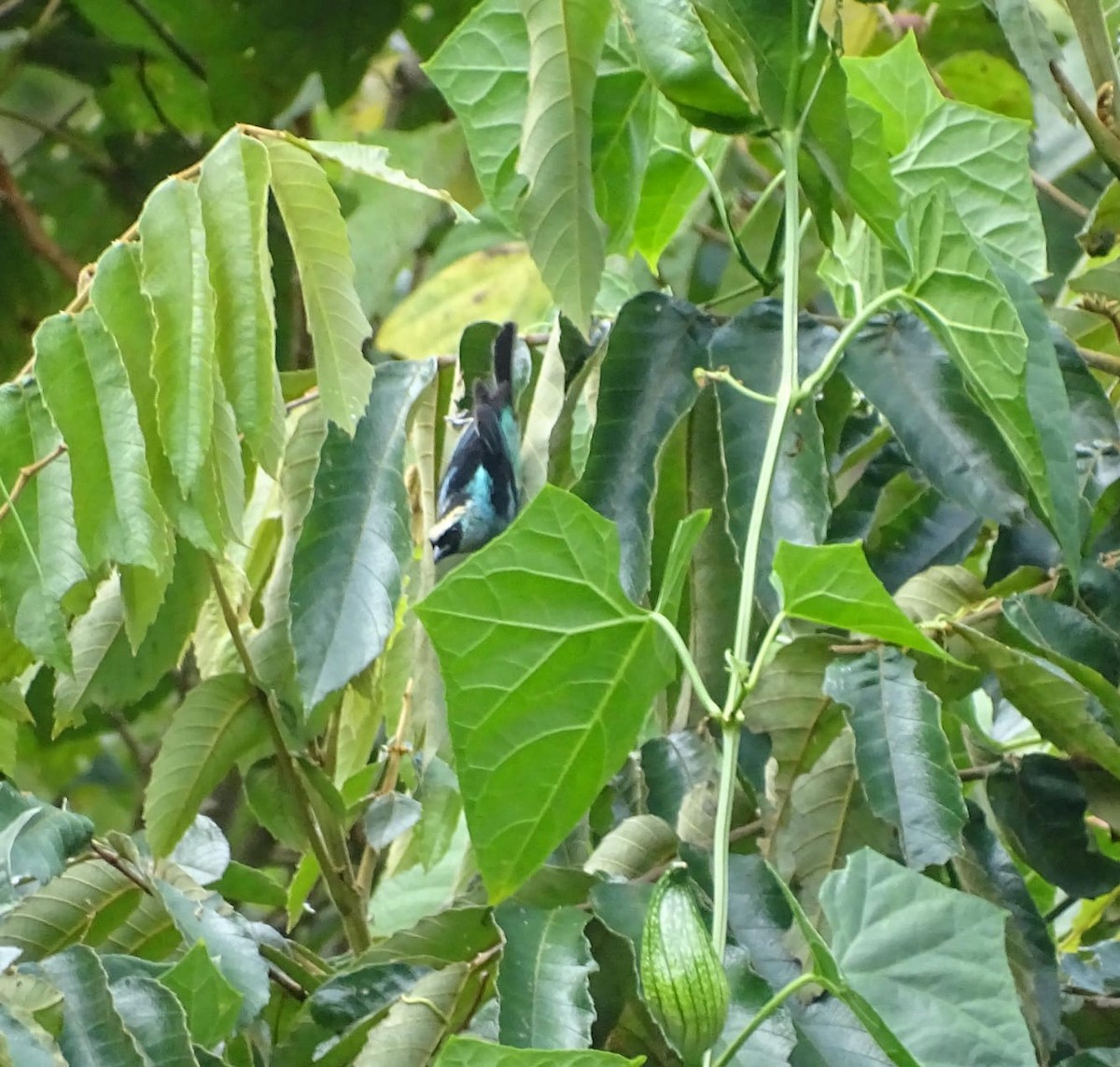 Metallic-green Tanager - Luis Quisobony Rengifo