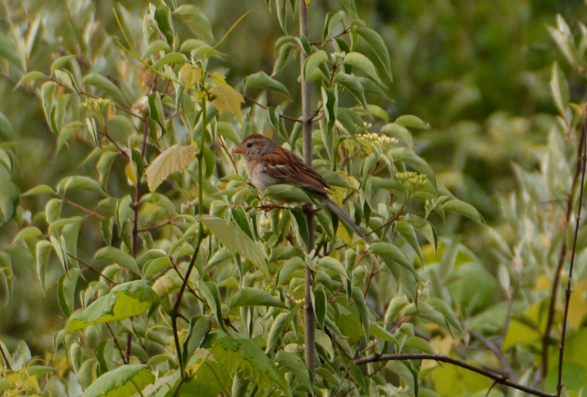 Field Sparrow - "Chia" Cory Chiappone ⚡️