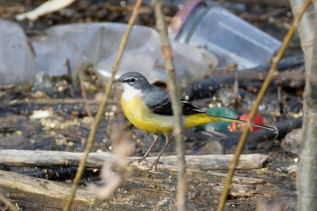 Gray Wagtail - ML613129780